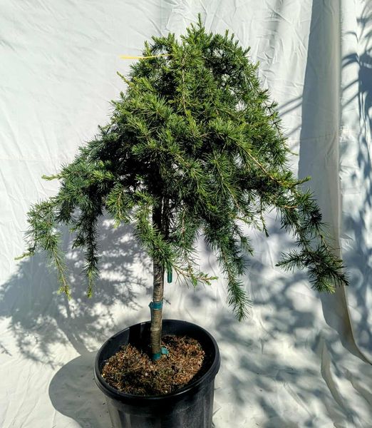 Cedrus libani sargentii pendula